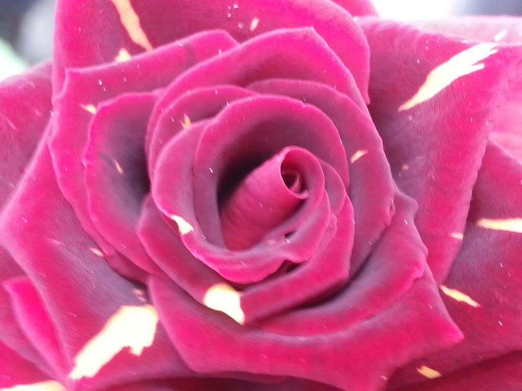 photo 20140601_120004_zps166984bc.jpg